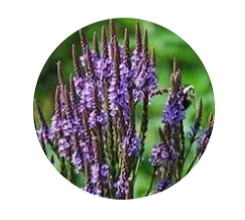 Egyptian Blue Vervain