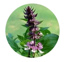 Sacred Licorice Root